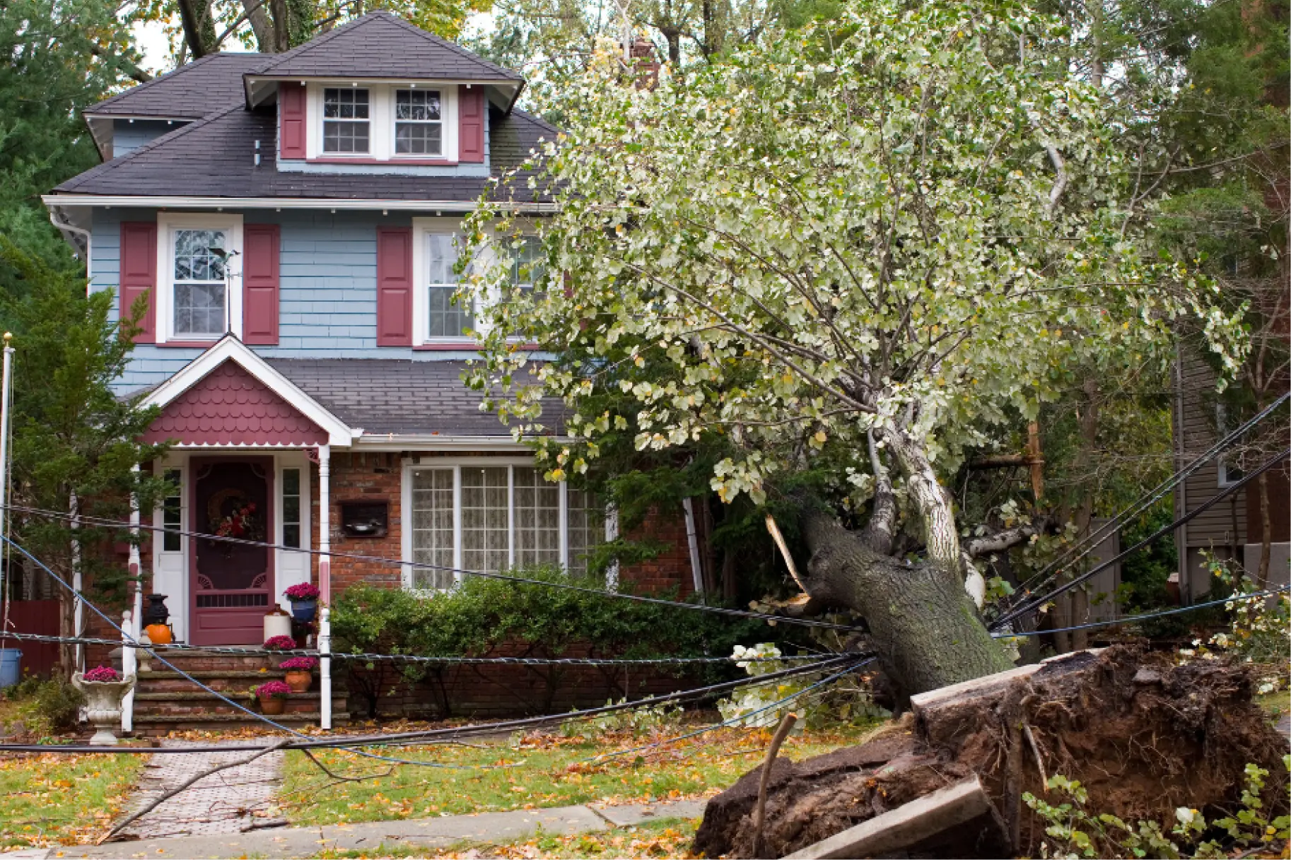 Why tree branches with snow dangerous